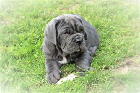 matin napolitain chiot
